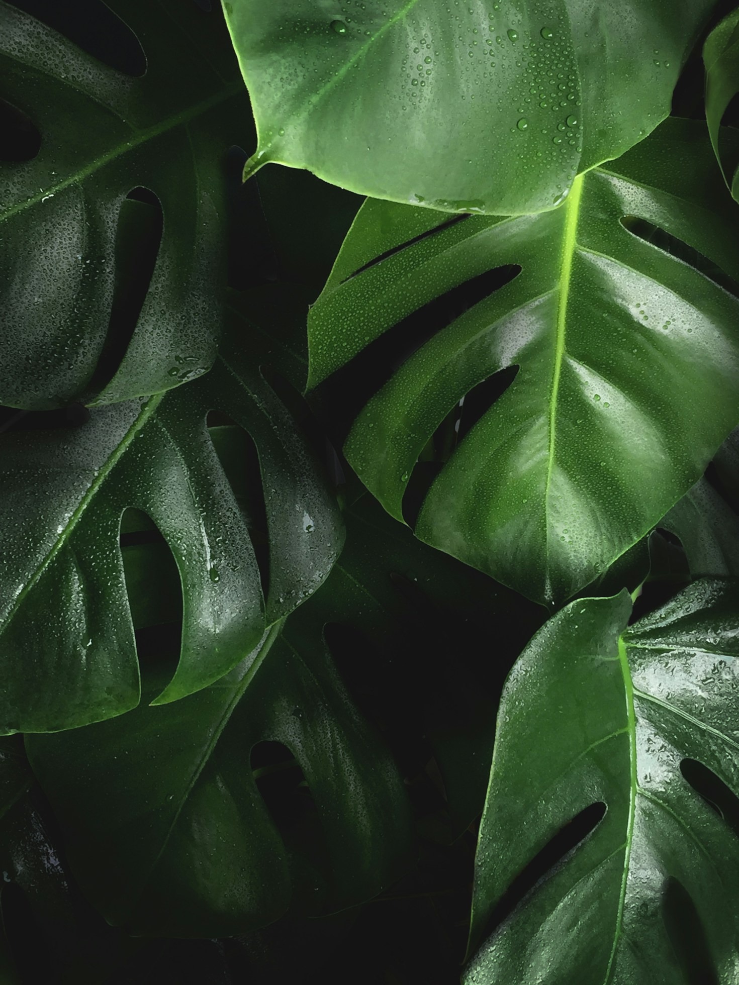Innovative Solutions for a Greener Lifestyle